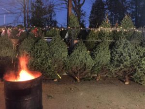 Christmas tree stand at CJ